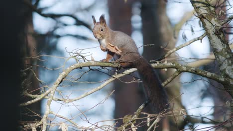 Wild-squirrel-climbing-in-tree-sitting-on-the-branch