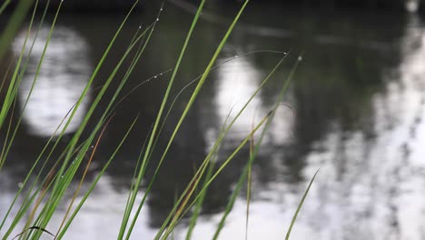 4K-Grass-Reeds-with-Water-Droplets-with-Flowing-River-Background-in-Thailand