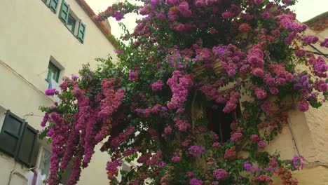 Hermosas-Flores-Lilas-Trepando-Por-El-Exterior-De-La-Casa