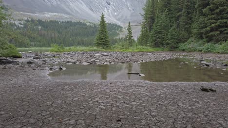 Puddle-in-the-mountain-forest-Rockies-Kananaskis-Alberta-Canada