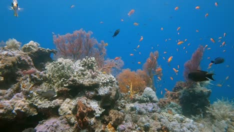 Una-Colorida-Escena-De-Arrecife-De-Coral-Tropical-Con-Peces-De-Arrecife