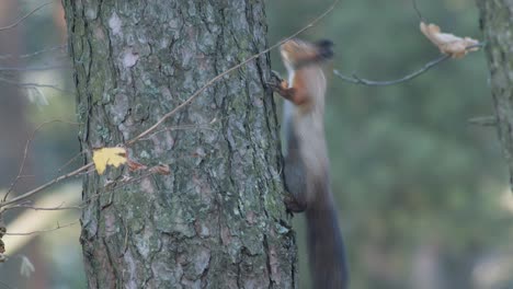 Wild-squirrel-climbing-in-tree-sitting-on-the-branch