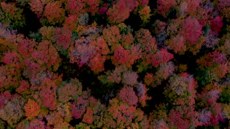 Herbst-Baumgrenze-überfliegen