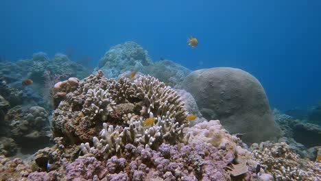 Kleine-Tropische-Fische,-Die-Um-Ein-Hartes-Korallenriff-Schwimmen