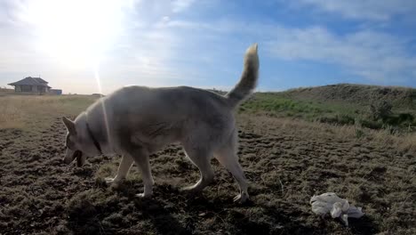 SLOW-MOTION---Dirty-dog-playing-in-the-dirt-on-a-road-near-the-country-in-Alberta-Canada