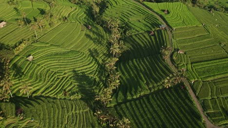 Irrigation-terrace-filled-with-green-rice-plants-in-Jatiluwih-during-sunrise