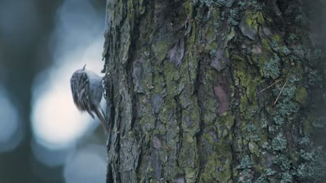 Treecreeper-bird-climbing-vertical-on-tree-trunk-bark-feeding-eating