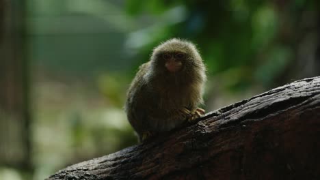 An-eastern-pygmy-marmoset-sits-on-a-branch-in-front-of-the-camera-before-walking-out-of-shot-along-a-tree