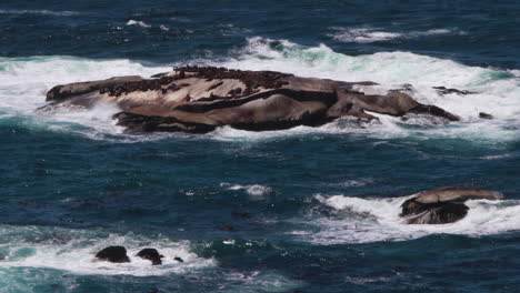 Seals-on-rocks-in-the-ocean