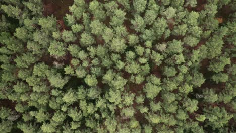 AERIAL:-Top-Down-Shot-of-Pine-Forest-in-Lithuania
