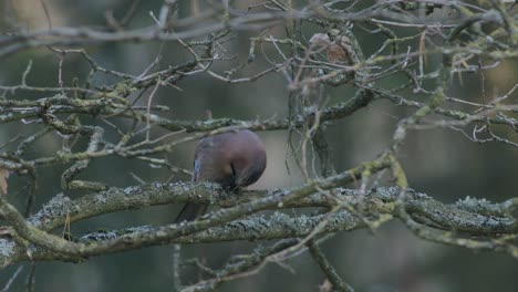 Eurasian-jay-opening-and-eating-acorn-on-the-tree