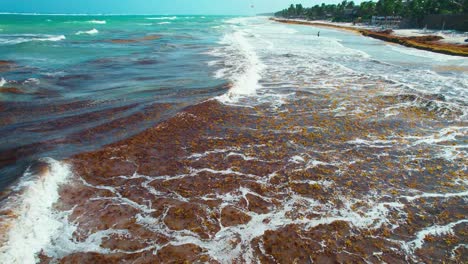 Tropische-Strandwellen-Gefüllt-Mit-Braunorangenalgenalgen,-Die-An-Der-Mexikanischen-Küste-Brechen