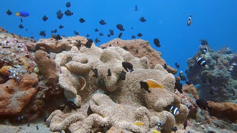 Anemone-fish-swimming-around-and-protecting-their-anemone-home-on-a-tropical-coral-reef
