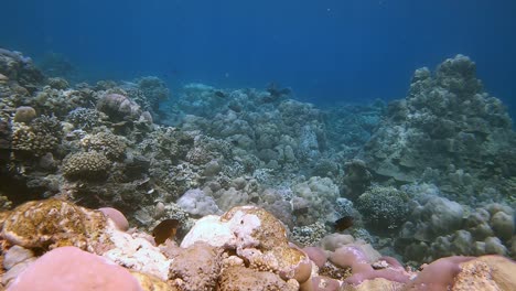 Hartkorallenriff-Szene-In-Einem-Tropischen-Ozean