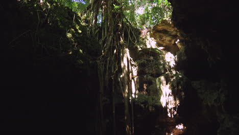 Slow-tilt-up-from-cave-floor-along-vines-and-tree-roots-to-opening-above
