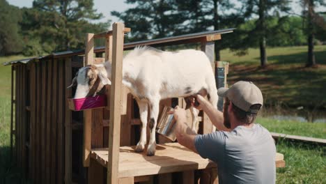 farmer-milking-white-young-goat,-fresh-natural-organic-milk,-rural-farm-lifestyle-routine