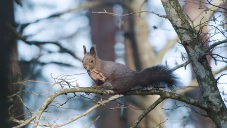 Wild-squirrel-climbing-in-tree-sitting-on-the-branch