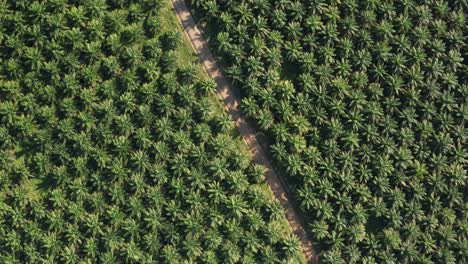 Aerial-top-down-shot-of-African-Palm-tree-Plantation-lighting-by-sunlight---Monte-Plata,Dominican-Republic
