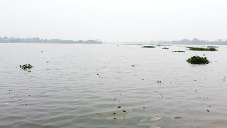 fresh-water-surface-in-a-lake-overgrown-with-water-hyacinth-plants