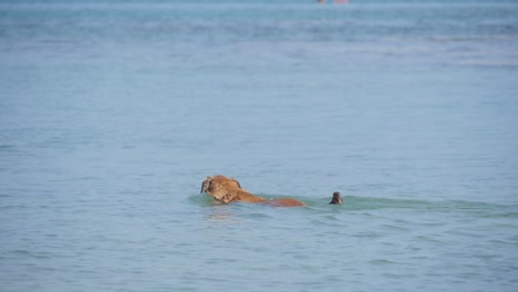 Golden-Retriever-Schwimmt-An-Einem-Sonnigen-Tag-Am-Hundestrand-Im-Blauen-Meer
