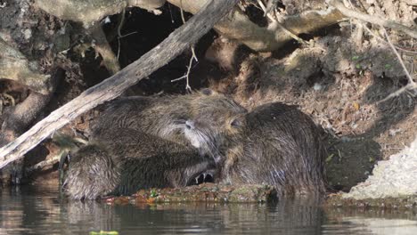 Group-of-wild-nutrias,-myocastor-coypus-perform-social-grooming-or-allogrooming-on-each-other-in-front-of-their-burrow-home-on-the-riverside,-native-species-to-subtropical-and-temperate-South-America