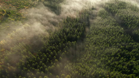 Aerial-View-Of-Foggy-Pine-Tree-Forest-In-Sommerain,-Belgium---drone,-top-down
