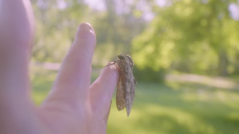 Large-Moth-sitting-on-finger-in-park