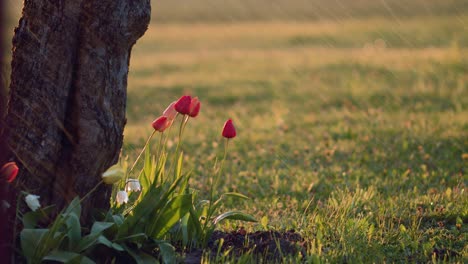 Summer-evening-rain-shower-in-sunset-golden-hour-light-with-tree-and-tulips