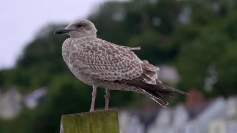 Juvenile-seagull-perching-on-a-post-in-Looe-in-Cornwall-England,-UK