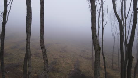 Aerial-flight-between-rows-of-trees-standing-on-a-hill-during-winter-covered-with-heavy-fog