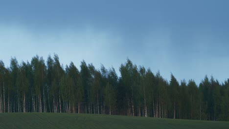 Summer-rain-storm-shower-clouds-over-birch-tree-forest
