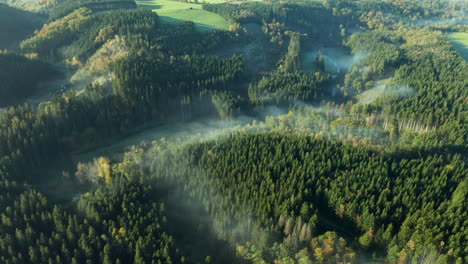 Panoramic-View-Of-Coniferous-Thicket-During-Misty-Morning-Near-Sommerain,-Houffalize,-Belgium