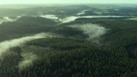 Bosque-De-Coníferas-En-La-Niebla---Panorámica-Aérea