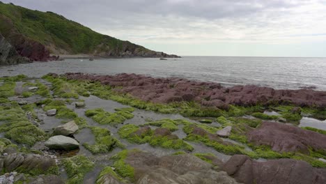 Seaweed-or-algae-covered-red-rocks-in-Talland-Bay-in-Cornwall,-England,-UK