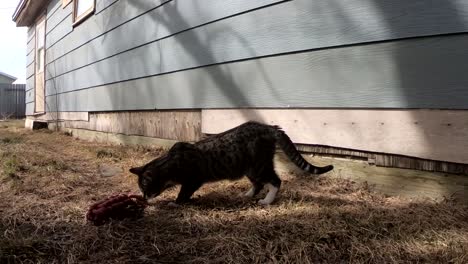 SLOW-MOTION---Tabby-cat-playing-with-a-dog-toy-in-the-backyard-of-a-home-in-the-country-on-a-sunny-day-near-Alberta-Canada
