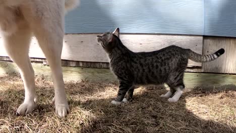 SLOW-MOTION---A-big-adult-husky-dog-and-a-small-tabby-cat-hanging-out-together-in-the-backyard-next-to-the-side-of-the-house-on-a-sunny-day