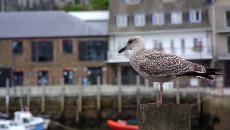 Juvenile-seagull-perched-on-a-harbour-post-in-Looe,-a-small-fishing-town-in-Cornwall-England