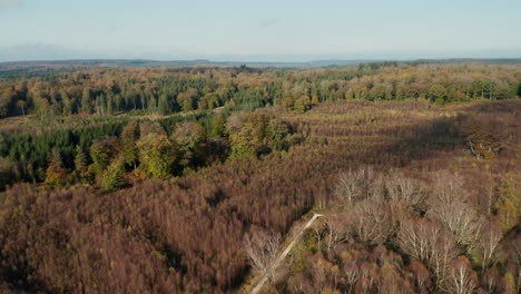 Panoramic-View-Of-Vast-Forest-In-Fagne-du-Rouge-Ponce-During-Autumn-Season-In-Saint-Hubert,-Belgium