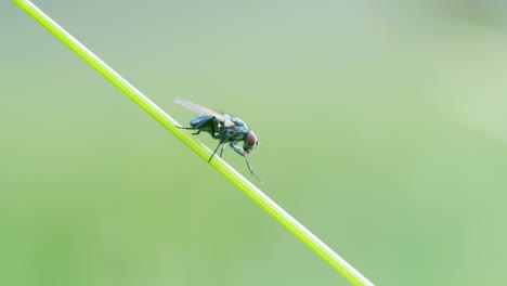 Fliege-Sitzt-Auf-Gras-Klarem-Grünem-Hintergrund-Weiches-Licht