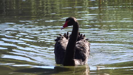 Cisne-Negro-De-Nueva-Zelanda-Con-Pico-Rojo-Flotando-En-El-Estanque-De-Agua