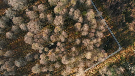 Camino-En-La-Espesura-De-Los-árboles-En-El-área-Protegida-De-Fagne-Du-Rouge-Poncé-En-Saint-Hubert,-Bélgica