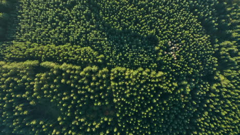 Lush-Green-And-Vast-Forest-Landscape-In-Sommerain,-Houffalize,-Belgium---aerial-shot