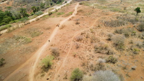 Aerial-of-cows-walking-over-dirt-road-towards-a-herd-standing-between-trees-in-Africa