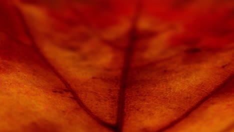 Beautiful-venation-of-maple-leaf-shed-in-autumn