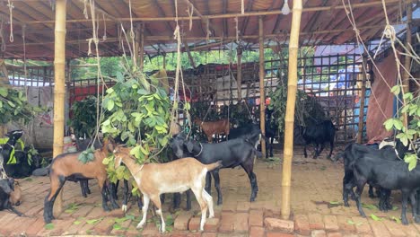 Cabras-Negras-De-Bengala-Comiendo-Hojas-De-Ramas-Cortadas-Colgadas-En-La-Granja,-Bangladesh