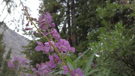 Bee-on-a-pink-flower-fireweed-after-rain-in-the-forest-rack-focus-circling-Rockies-Kananaskis-Alberta-Canada