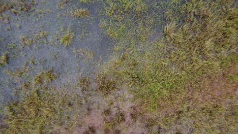 aerial-shot-of-swamp-area-inundated-with-water