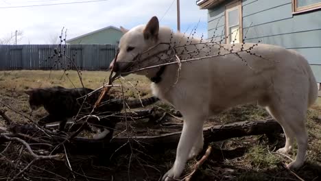 SLOW-MOTION---Big-husky-dog-and-a-little-tabby-cat-chewing-on-a-broke-dead-tree-branch-in-the-backyard-of-a-country-home