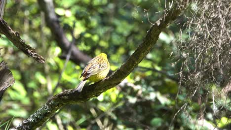 Yellowhammer-Yellow-Passerine-Bird-Perched-in-Tree-in-New-Zealand