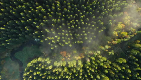 Amazing-Landscape-Of-Forest-In-Sommerain,-Belgium-On-A-Foggy-Day---aerial-shot